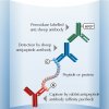 Antipeptide Sandwich ELISA diagram